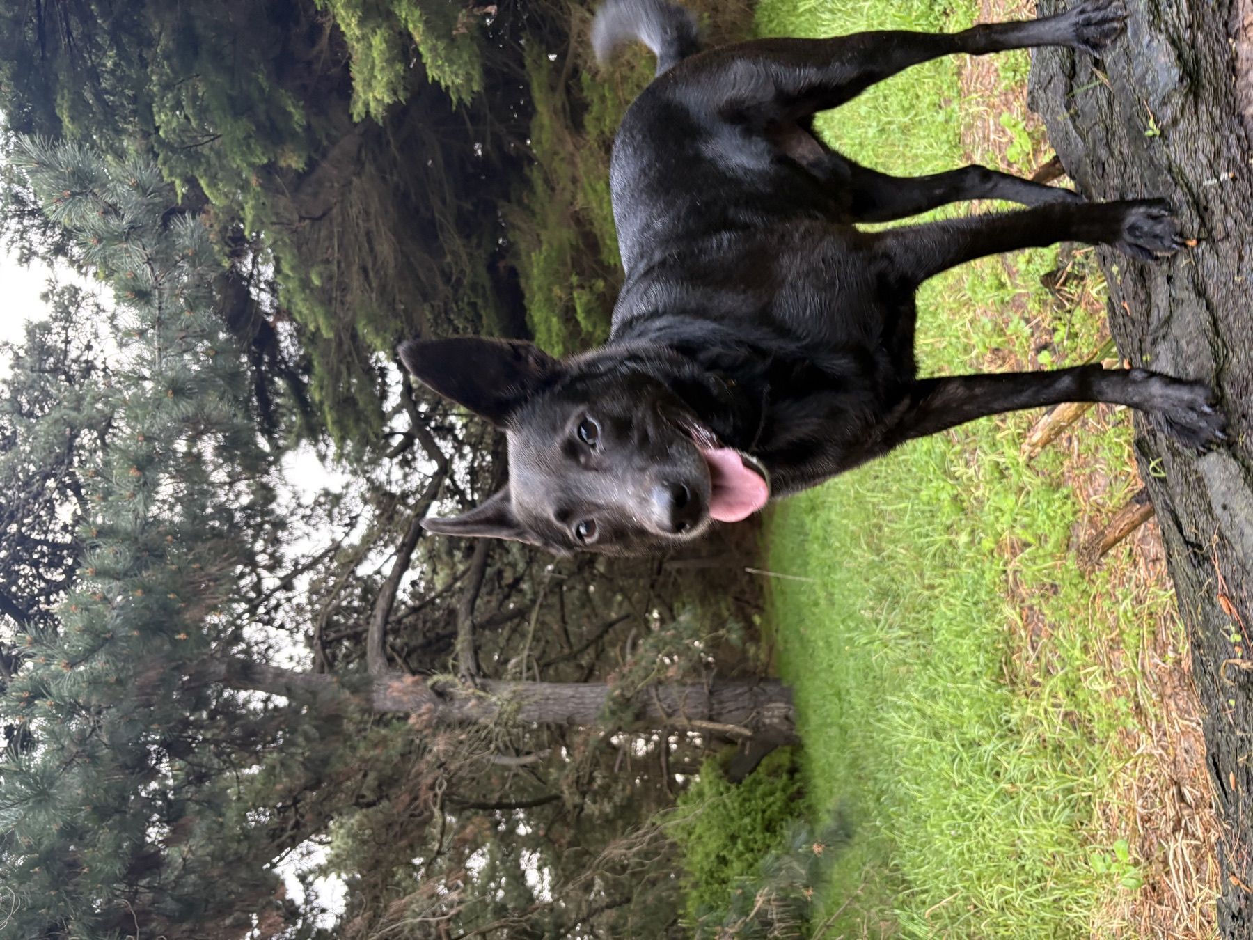 Black dog exploring a fallen log in the bush
