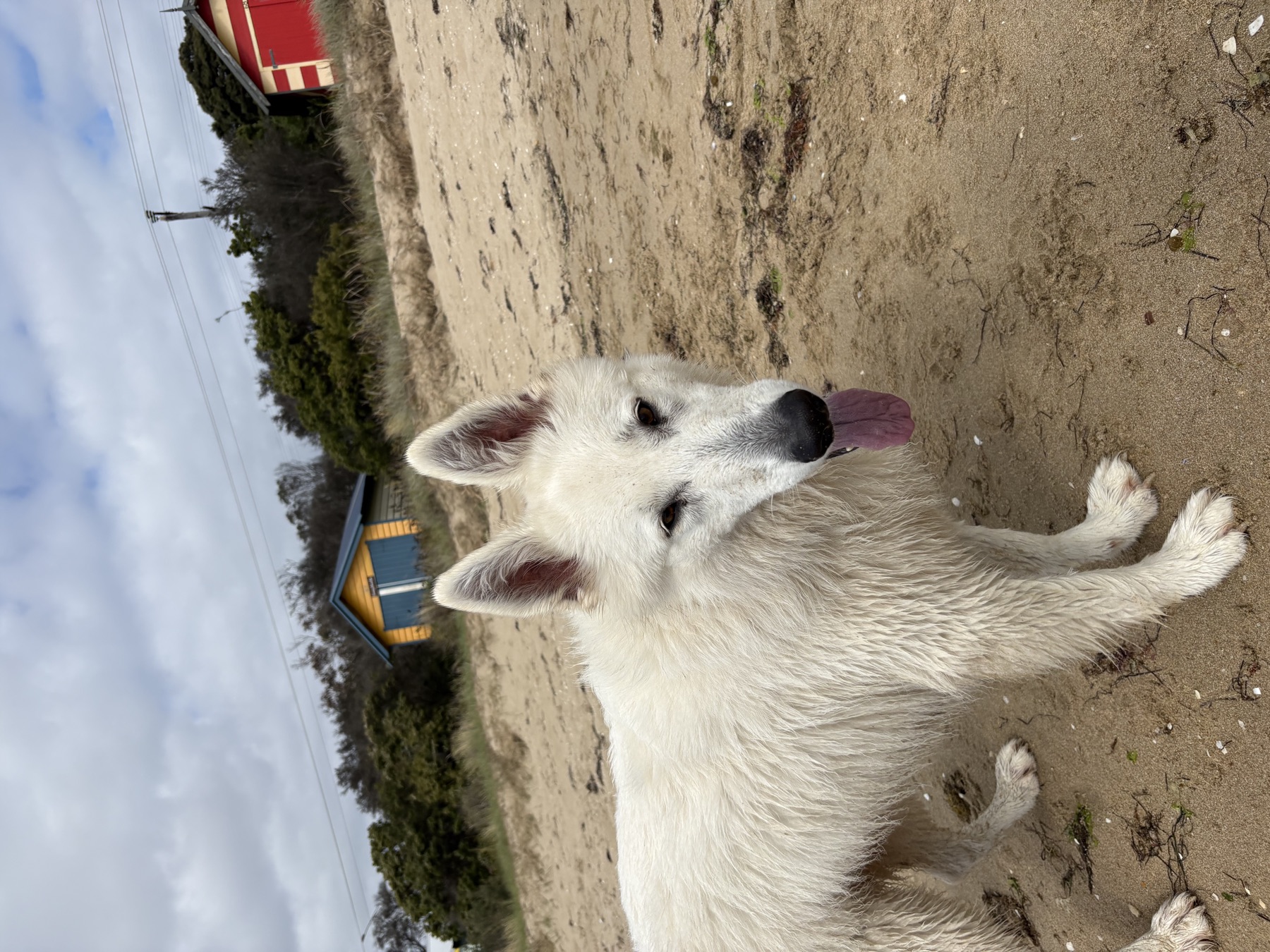 White dog enjoying the beach